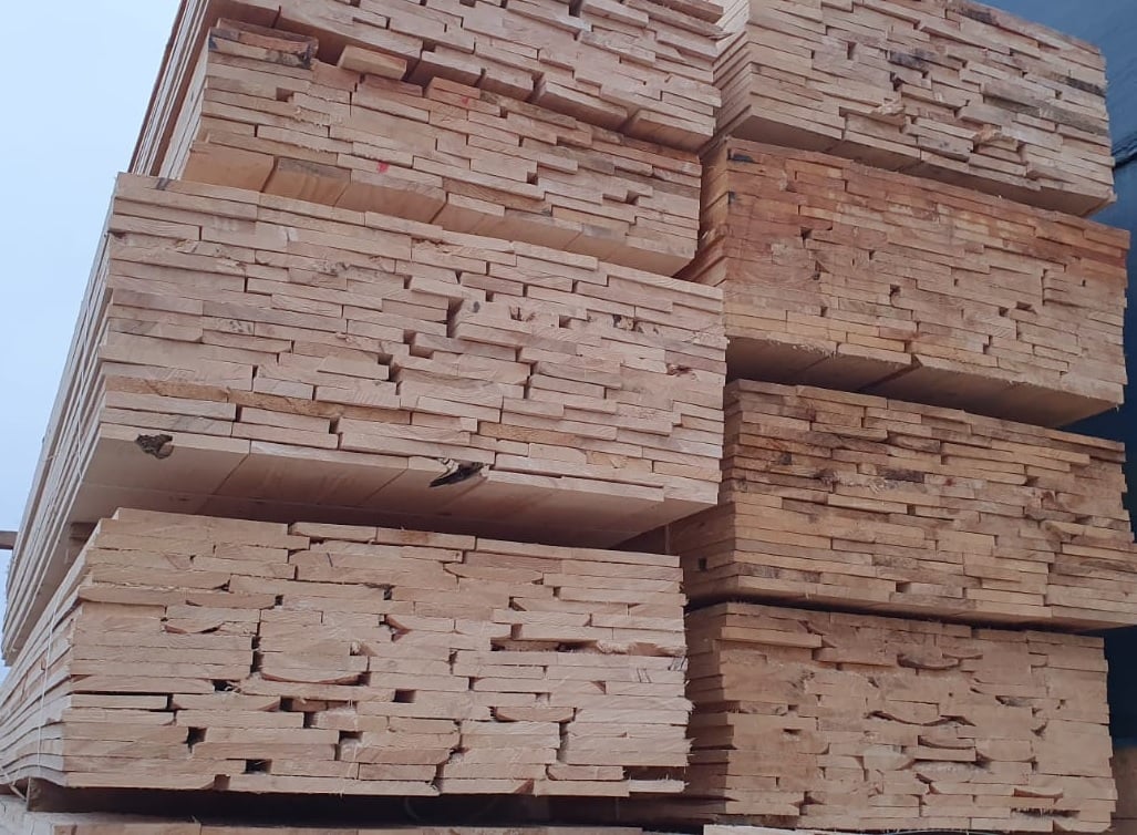 (Astereala) Scandura cal.2